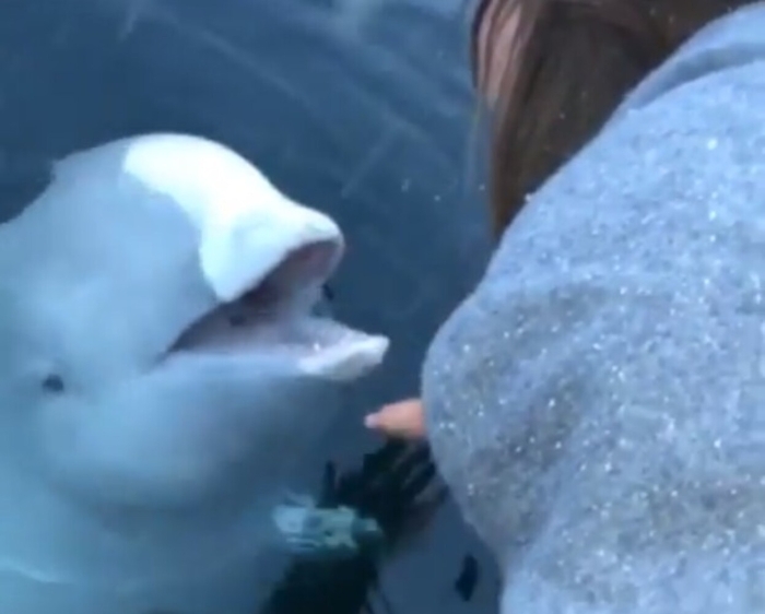 Le cade smartphone nell'oceano, beluga glielo restituisce