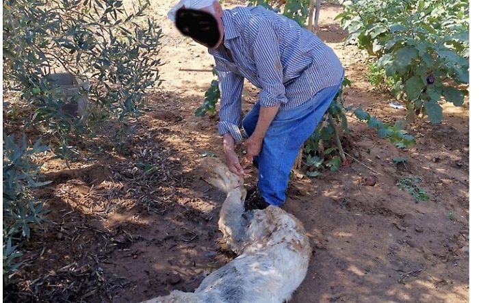 Partinico: prende a bastonate una cagnolina randagia portandola alla morte