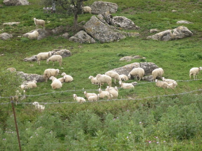Gela, imprenditore agricolo "stolkerizzato" con le pecore: pastore a processo