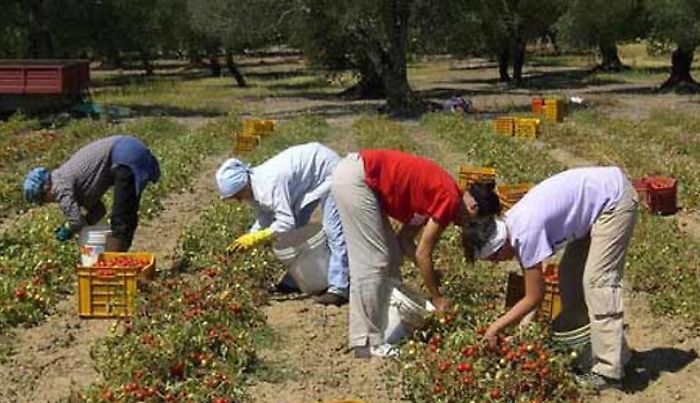 Il procuratore Patronaggio: &laquo;Una donna ha abortito durante le fatiche sui campi&raquo;