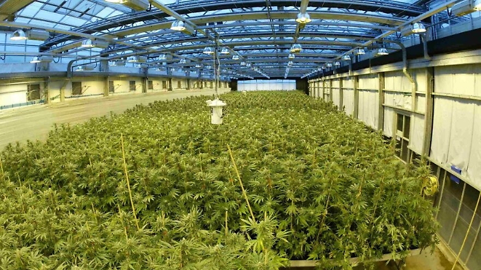 Cannabis terapeutica, Razza accoglie invito: &laquo;Valuto coltura in Sicilia&raquo;