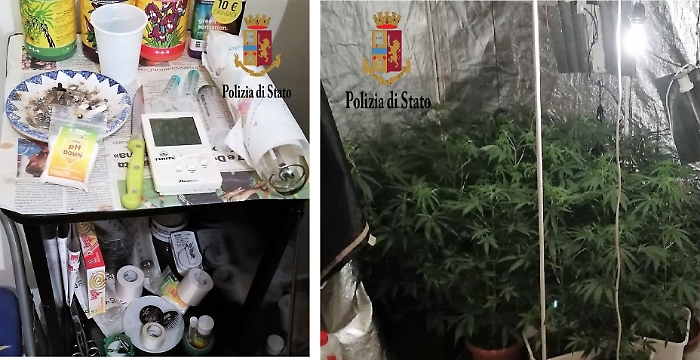Piantagione di marijuana in casa, arrestati suocera e genero