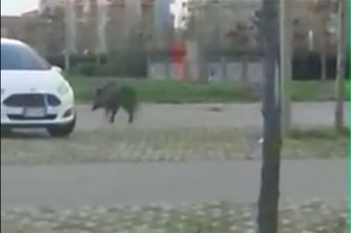 Palermo, un cinghiale si aggira nel parcheggio del centro commerciale