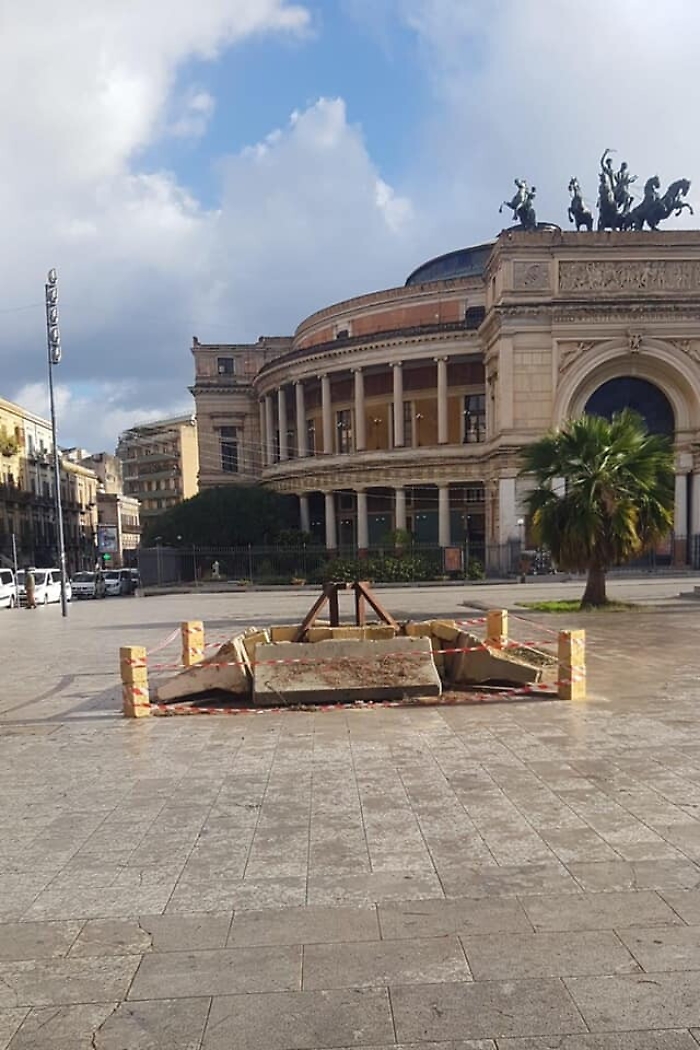 Albero di Natale a Palermo: un cedro al posto del cipresso (messo per errore)