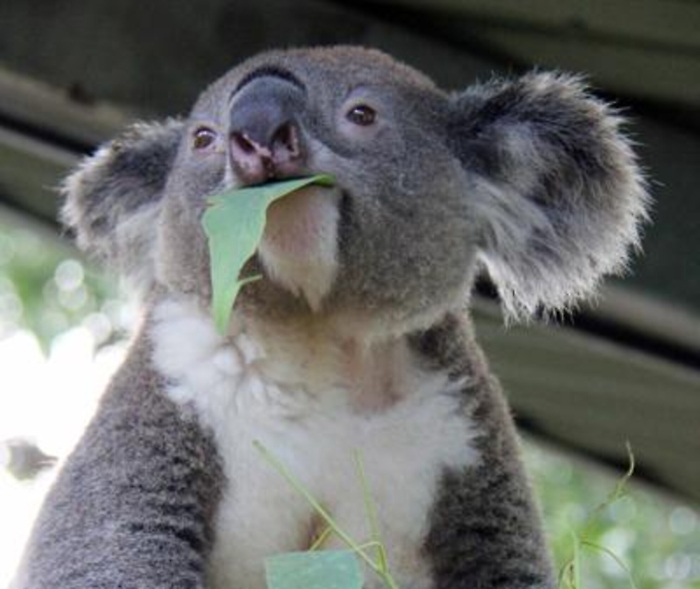 Animali: mappato il genoma del koala