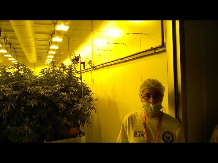 Cannabis terapeutica,produzione aumenta