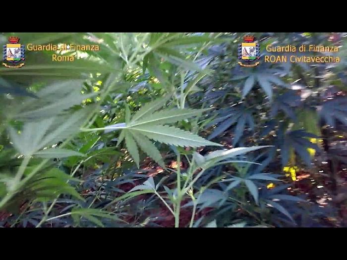 Ad Ateneo Usa prima laurea in cannabis
