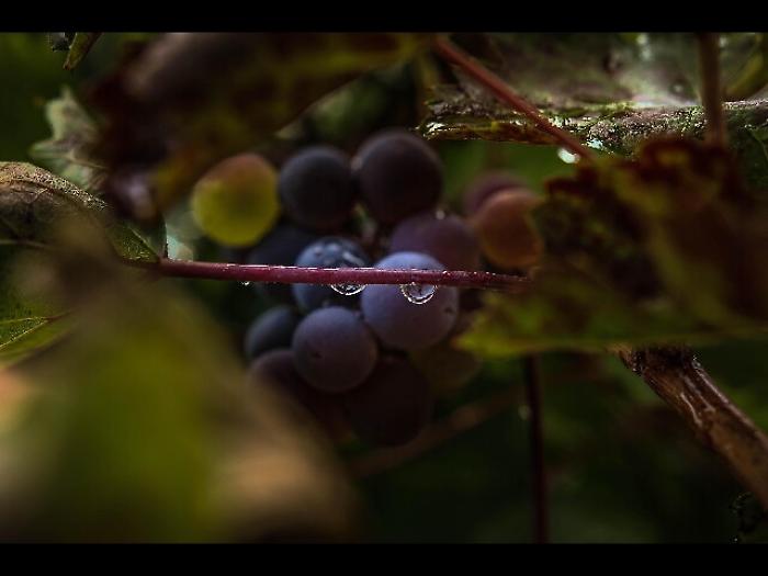 Reggia Caserta, rinasce il vino dei re