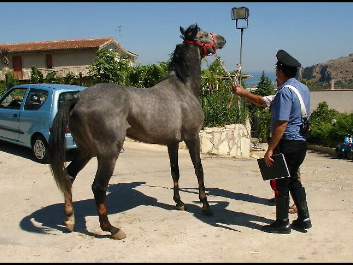 Corsa cavalli clandestina, sette arresti