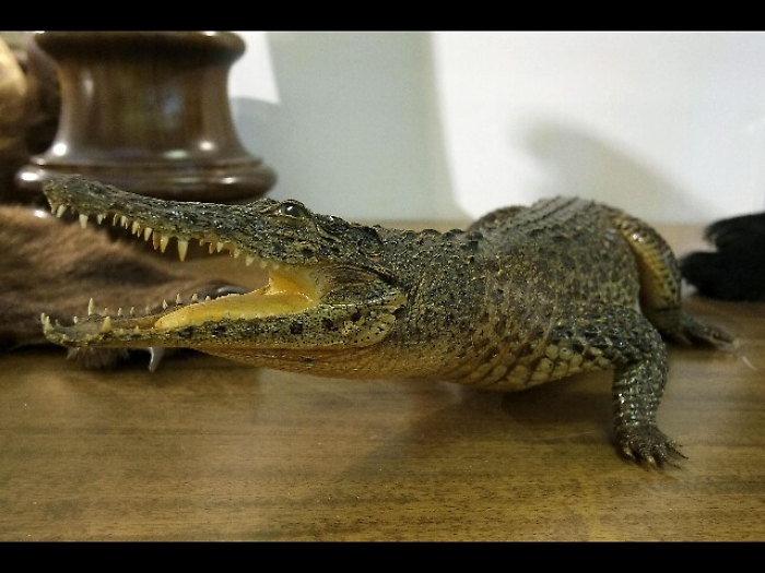 Caccia a un coccodrillo sparito da circo