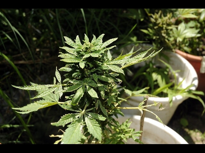 Droga, assolto a Marsala: non &egrave; reato avere una pianta di marijuana