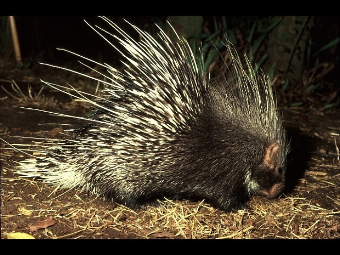 Scivola in scooter e cade su un istrice