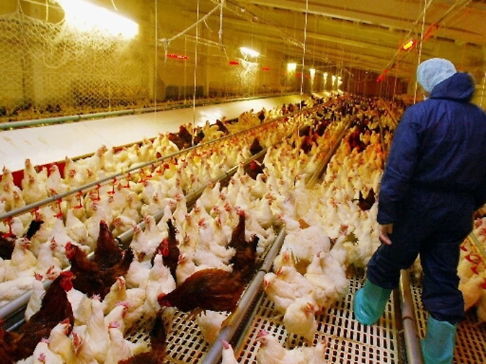 Italia, 50% antibiotici &egrave; in allevamenti