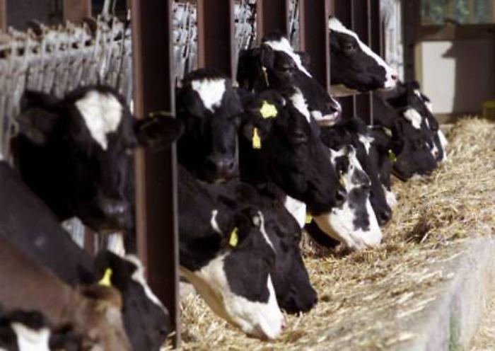 Tragedia nelle campagne di Modica14enne muore incornato da un bovino