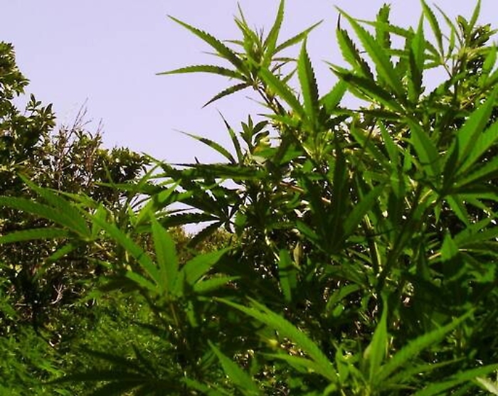 Piantagione di canapa indiana a Ramacca