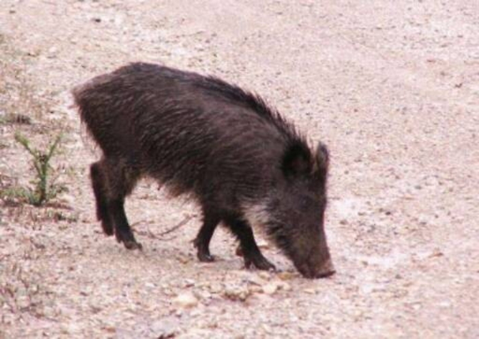 Assaltati dai cinghiali in piena Valle dei Templi: il racconto di due turisti