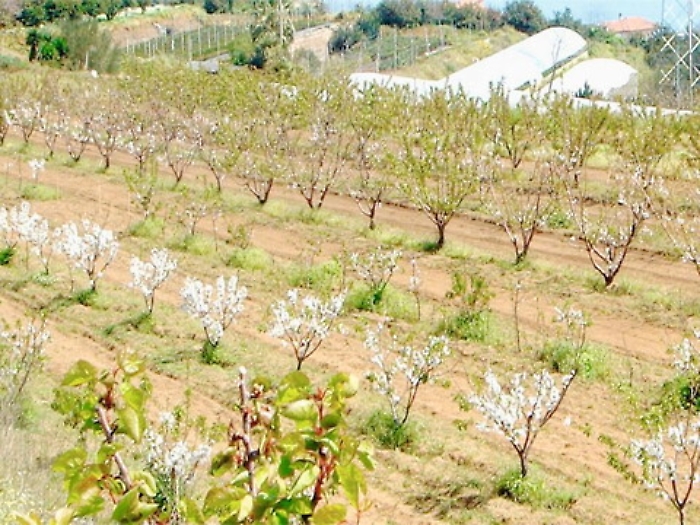 Cos&igrave; gli avocado sostituiranno le mele anche in Sicilia