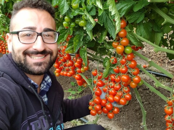 Datterino africano in vendita nella patria del pomodorino, la rabbia del produttore: &laquo;Cos&igrave; falliamo&raquo;