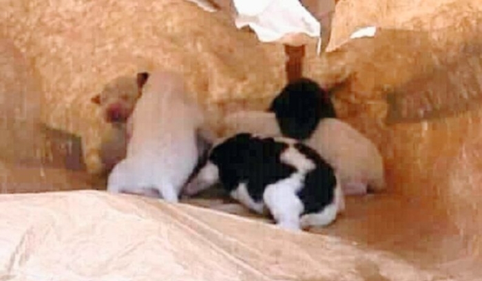 Zafferana, abbandona 14 cuccioli di cane in un sacco di farina: denunciato