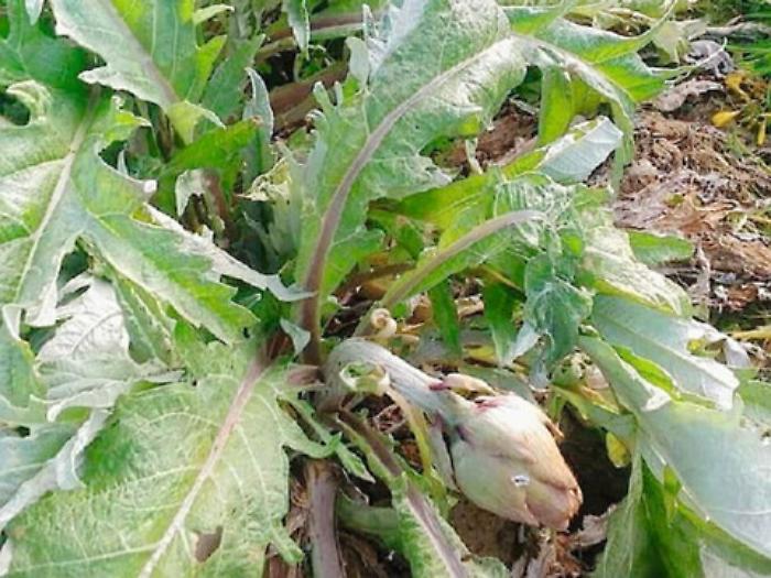 Niscemi, altro duro colpo per le imprese agricole in crisi