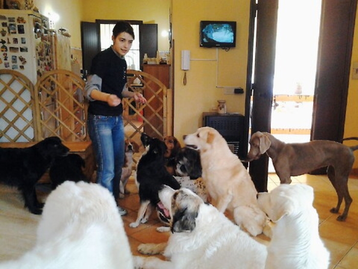 Cani a cinque stelle in Sicilia