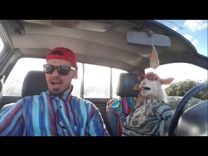 Pastore-cantante e pecora,trionfo su web