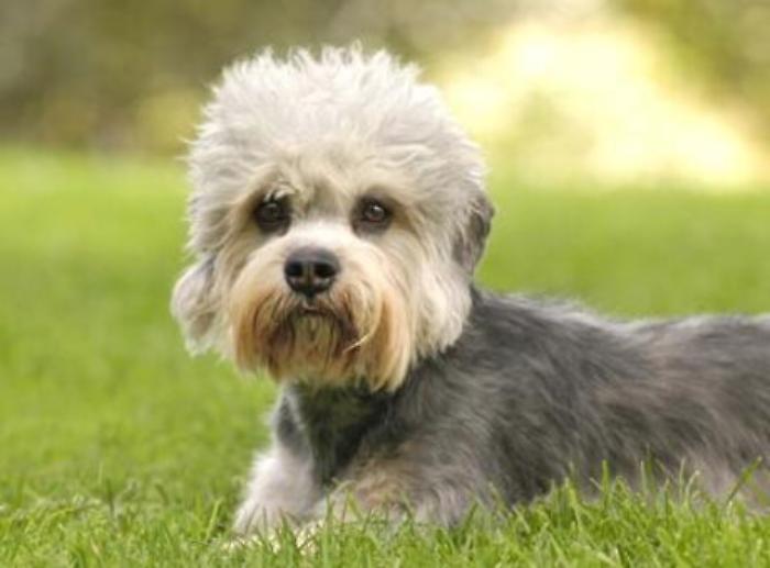 Animali: i cani fanno gli 'occhi dolci' solo agli umani, lo studio