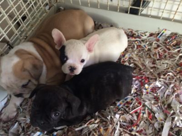 In Italia importati illegalmente 8 mila cuccioli di cane e gatto a settimana