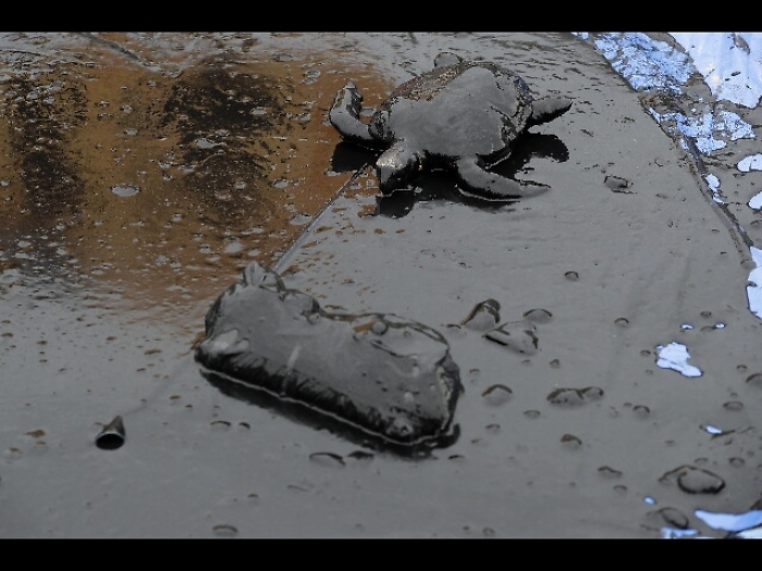 Il petrolio nel santuario delle balene