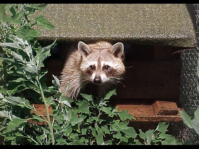 A spasso con un procione al guinzaglio