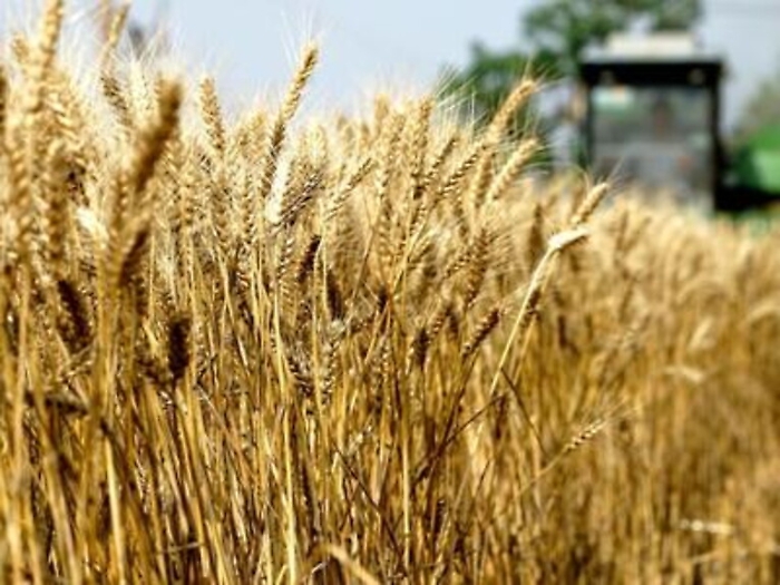 Si diffonde la dannosa ruggine del grano: nuove variet&agrave; in Europa, Africa e Asia