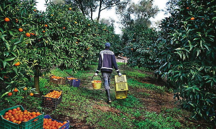 Catania, sequestrata una tonnellata e mezza di agrumi di provenienza "dubbia"