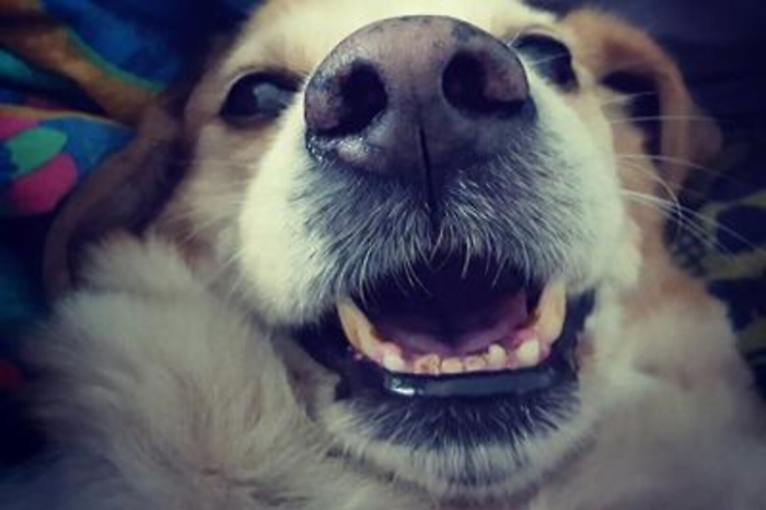 Animali: Sos denti per i cani d'Italia, torna il Mese dell'igiene orale