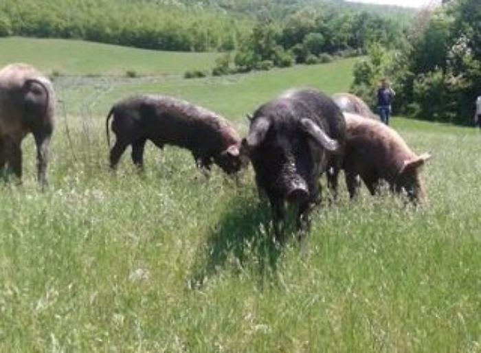 Madonie, ordinanze comunali su cinghiali: se pericolosi potranno essere abbattuti