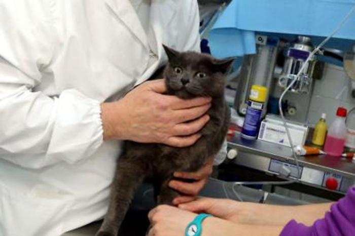 Veterinari: 58% proprietari pet cerca info salute su internet