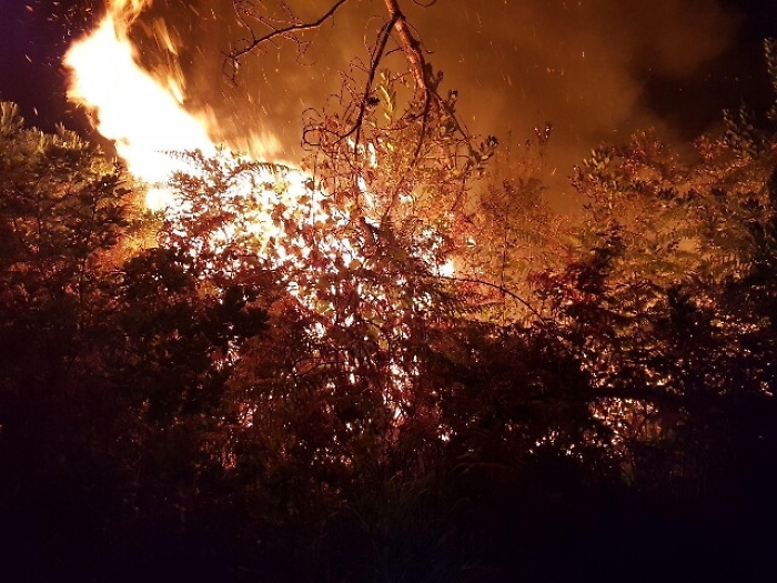 Incendi, fiamme in pineta nel Pistoiese