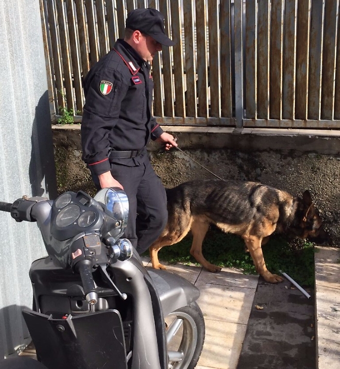 Gela, cane polizia scova droga nascosta in un'altarino: arrestato spacciatore