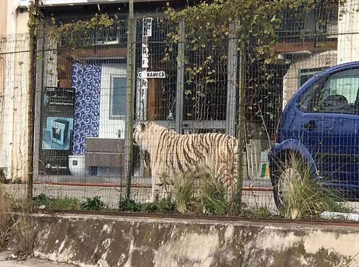 Monreale, tigre del Bengala scappa dal circo: &egrave; stata bloccata dentro una fabbrica