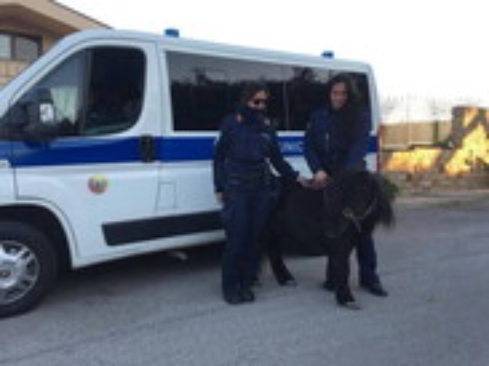 Palermo, pony correva tra le auto: salvato dai vigili urbani