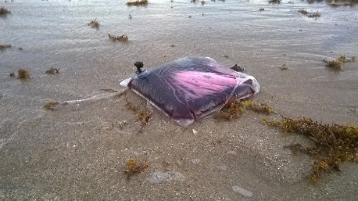 Borsoni carichi di marijuana galleggiavano nel mare di Augusta