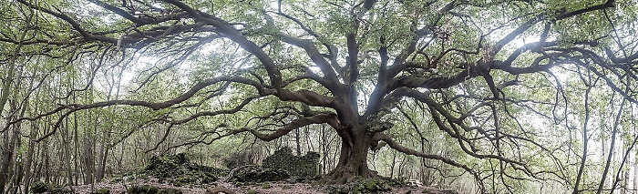 La quiete nel bosco ai piedi del maestososo Ilici Carrinu
