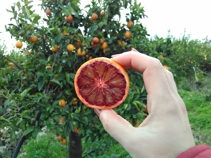 &laquo;Falso boom del bio in Sicilia, escamotage per avere fondi Ue&raquo;