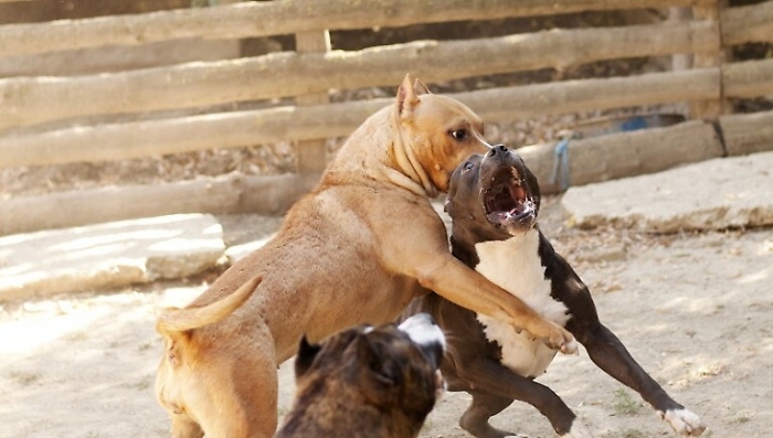 Ecco la mappa siciliana della zoomafia: &laquo;Allarme combattimenti, corse clandestine e traffico di fauna selvatica&raquo;