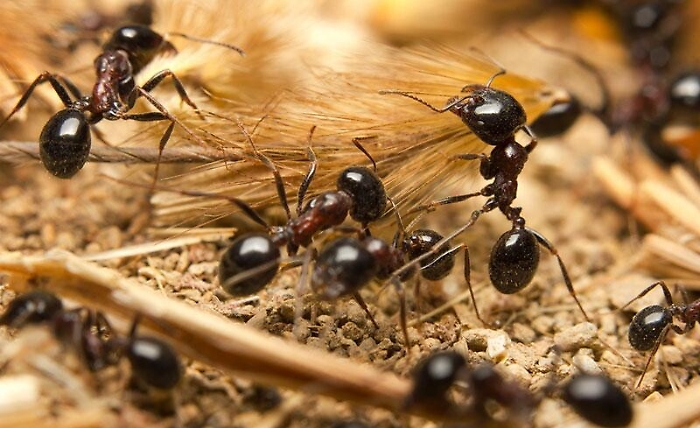 "Taglia-incolla" Dna modifica comportamento delle formiche