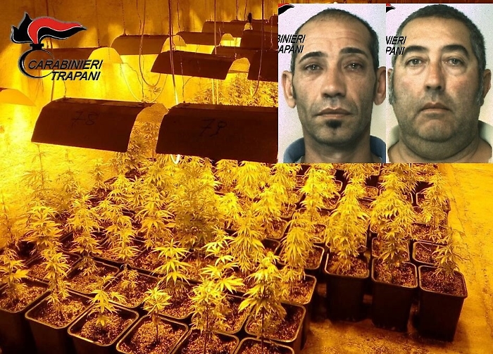 Ovile trasformato in serra per coltivare marijuana: arrestati due fratelli