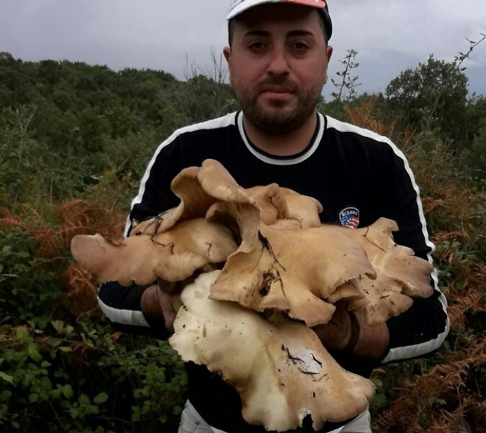 Sono un appassionato di funghi e ho trovato un splendida famiglia di Pleurotus del peso di 5,6 kg