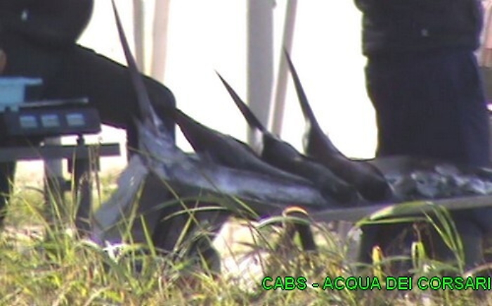 Palermo, in vendita per strada spadini e specie protette di uccelli