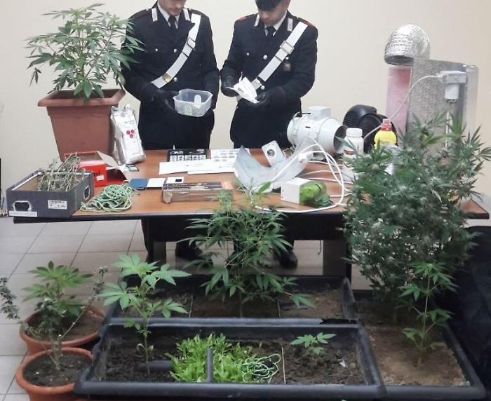 Mazzarrone: una coppia aveva trasformato il garage in una serra di marijuana