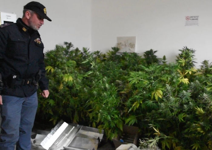 Palermo, scoperta allo Zen 2 una piantagione di marijuana