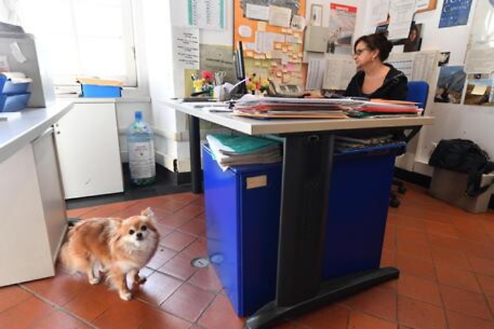 Con il proprio cane a lavorare in ufficio? A Genova si pu&ograve;